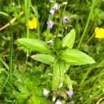 Veronica americana Blad