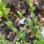 Lobelia inflata Flower