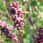 Persicaria maculosaLorea