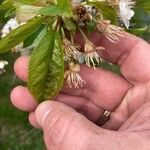 Prunus × gondouinii Foglia