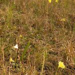 Pinguicula lutea Staniste