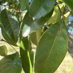 Pera glabrata List