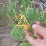 Strophanthus speciosus Virág