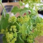 Alchemilla xanthochloraKvet