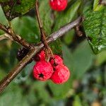 Cotoneaster frigidus Hedelmä