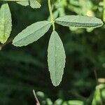 Melilotus albus Leaf