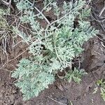 Lomatium foeniculaceum Лист