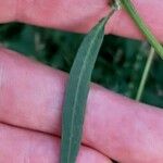 Atriplex patula Blad