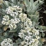 Helichrysum melaleucum Blüte