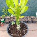 Euphorbia neriifolia Folha