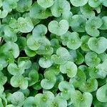 Heteranthera reniformis Leaf