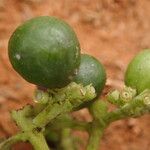 Gaertnera paniculata Fruit