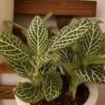 Fittonia albivenisFoglia