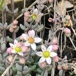 Sedum dasyphyllum Fleur