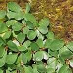 Salix retusa Leaf