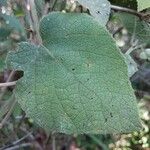 Acalypha urophylla