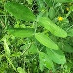 Lathyrus heterophyllus Leaf