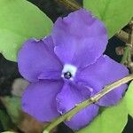 Brunfelsia pauciflora Çiçek