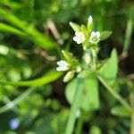 Cerastium glomeratum花