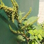 Amaranthus viridisBlad