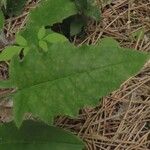 Hieracium lachenalii Blad