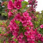 Weigela hortensis Кветка