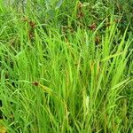 Juncus tenuis Habitus