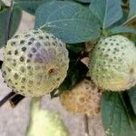 Datura metel Frutto