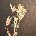 Ornithogalum refractum Blomst