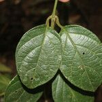 Mendoncia brenesii Leaf