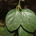 Mendoncia brenesii Blad