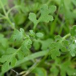 Nemophila pulchella Leaf