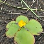 Costus spectabilis Kwiat