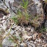 Brachypodium retusum Hostoa