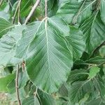 Fagus orientalisبرگ