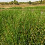 Eleocharis palustris Plante entière