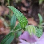 Silene noctiflora Levél