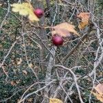 Crataegus laciniata Vaisius