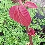 Alchornea davidii Hoja