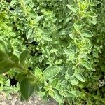 Origanum onitesЛист