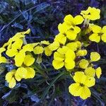 Erysimum rhaeticum Цветок