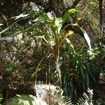 Cordyline mauritiana Hábito