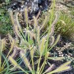 Drosera capensis Blad