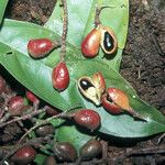 Connarus erianthus Fruit