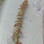 Rumex bucephalophorus Virág