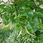 Tilia × euchlora Fruitua