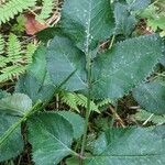 Angelica sylvestris Yaprak