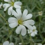 Cerastium tomentosum Blüte