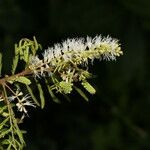 Mimosa platycarpa