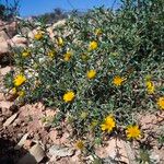 Asteriscus graveolens Flower